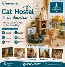 Cat Hostel, Amritsar