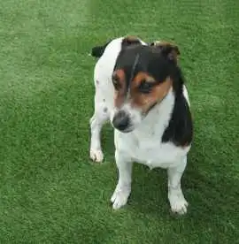 30mm Artificial Grass – Pet Friendly , £ 7