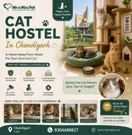 Cat Hostel, Chandigarh