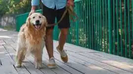 Dog Walkers, Faridabad