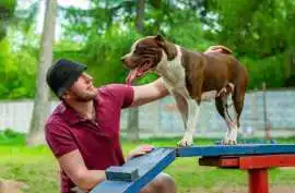 Dog Training Service, Faridabad