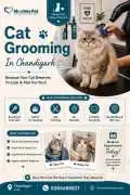 Cat Grooming, Chandigarh