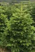 Wholesale Fraser Fir Christmas Trees UK, West Calder