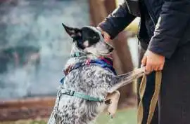Dog Training Service, Ghaziabad