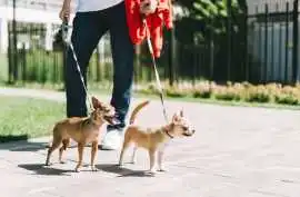 Dog Walkers, Ghaziabad