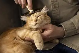 Cat Grooming North York Toronto, North York