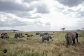 Kenya Safari Packages: Wildlife Adventure Await, Beverly Hills