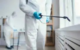 Affordable Local Pest Control Near Me Pest Service, Bukit Timah