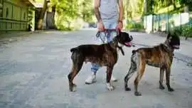 Dog Walkers, Bhopal