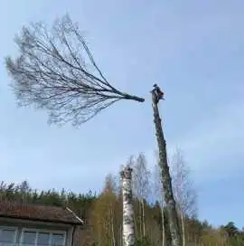 Surrey Tree Felling Service by Qualified Arborists, Chobham
