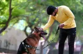 Dog Training Service, Bhopal