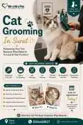 Cat Grooming, Surat