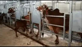 Desi Cow Parlor in India for Natural Milk Letdown, Noida