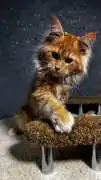 Maine Coon Kittens for Sale – Family Raised, Milltown