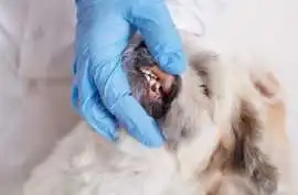 Dog Tooth Extraction | Safe & Compassionate Dental, Pembroke Pines