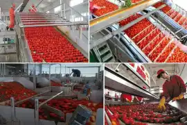 Tomato Ketchup Making Machine Price, Noida