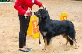 Dog Training Service, Agra