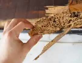 Expert Termite Control, Belmore