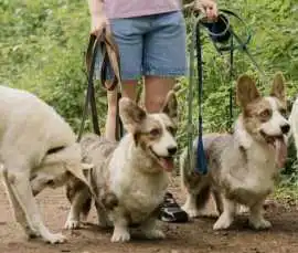 Dog Walkers, Agra