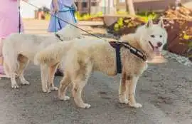 Dog Walkers, Bhubaneswar