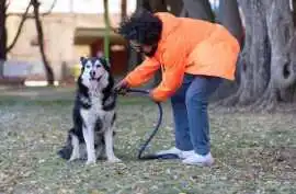 Dog Training Service, Bhubaneswar