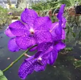 Banjong Orchids, Miami