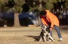 Dog Training Service, Nagpur