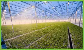 Equity Investment in Hydroponic Farming in India, Gandhinagar