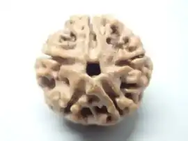 Genuine 5 Mukhi Rudraksha Nepal Online | Santosh S, Bengaluru