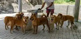 Dog Walkers, Nagpur