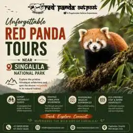 Unforgettable Red Panda Tours Near Singalila , Gurgaon