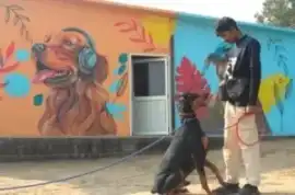 Dog Training Centre In Delhi – Professional Dog Ob, New Delhi