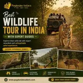 Best Wildlife Tour in India with Expert Guides, Gurgaon