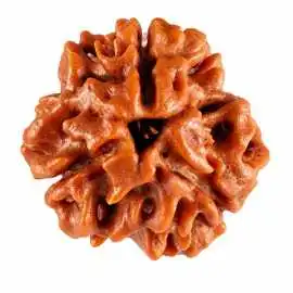 Top Benefits of 3 Mukhi Rudraksha - Braj bhoomi, Rp 449