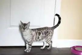 Bengal Kittens for Sale – Healthy, Home-Raised Exo, Charlotte