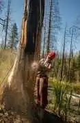 Perrysburg Tree Service | Tree Removal, Trimming & Stump Grinding, Perrysburg