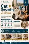 Cat Grooming, Bhopal
