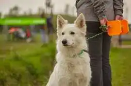 Dog Training Service, Kochi