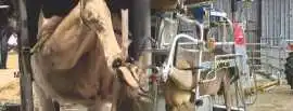 Buy Cow Hoof Trimming Machine from Vansun Milking , Noida