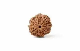 Original 7 Mukhi Rudraksha at Affordable Price, Jaipur