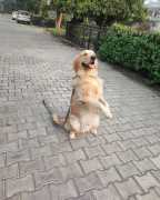 Dog Training in Ahmedabad, Ahmedabad