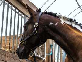Buy Beautiful Horse Name Tags , $ 20