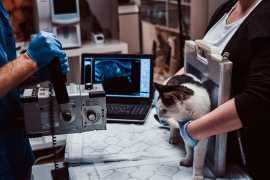 Hire Reputed Mobile Veterinary Ultrasound Services, Miami