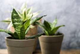 How Long Do Snake Plants Live?, Dallas