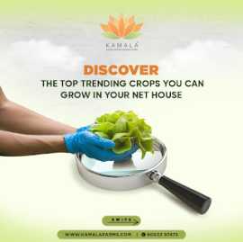 Hydroponics Innovations: Exploring Advanced, Hyderabad