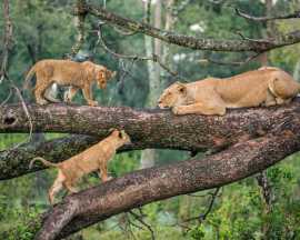 Ngasini Travel Presents: Premium Holiday Packages , Arusha