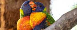 Avian Pet Care Singapore, Bird Veterinary Clinic, Bukit Timah