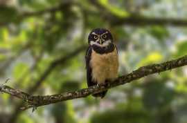 Explore the Wonders of Manu National Park
