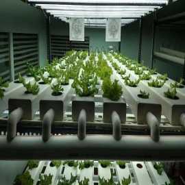What Is Automated Hydroponic Farming System, Hyderabad