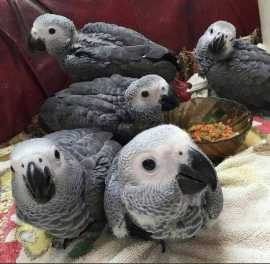 African grey parrots for sale, Los Angeles